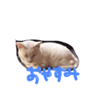 しらす 猫（個別スタンプ：2）