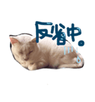 しらす 猫（個別スタンプ：4）