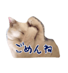しらす 猫（個別スタンプ：6）