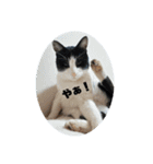ねこさんたち.（個別スタンプ：1）