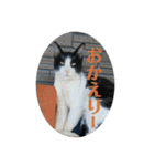 ねこさんたち.（個別スタンプ：2）
