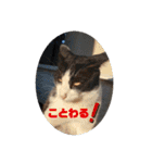 ねこさんたち.（個別スタンプ：3）