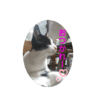 ねこさんたち.（個別スタンプ：4）