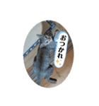 ねこさんたち.（個別スタンプ：5）