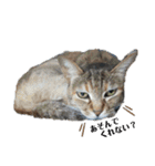 ねこさんたち.（個別スタンプ：6）