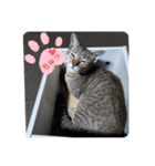 ねこさんたち.（個別スタンプ：7）