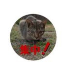 ねこさんたち.（個別スタンプ：8）