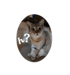 ねこさんたち.（個別スタンプ：9）