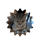 ねこさんたち.（個別スタンプ：10）