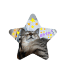 ねこさんたち.（個別スタンプ：11）