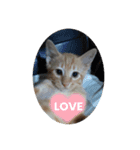 ねこさんたち.（個別スタンプ：12）