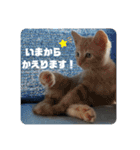 ねこさんたち.（個別スタンプ：14）