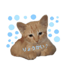 ねこさんたち.（個別スタンプ：15）