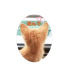 ねこさんたち.（個別スタンプ：16）