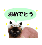 -だんちゃんスタンプ-（個別スタンプ：17）