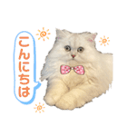 ペルシャ猫ななちゃん（個別スタンプ：1）