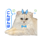 ペルシャ猫ななちゃん（個別スタンプ：2）