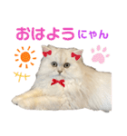 ペルシャ猫ななちゃん（個別スタンプ：3）