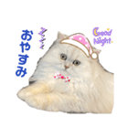 ペルシャ猫ななちゃん（個別スタンプ：4）