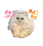 ペルシャ猫ななちゃん（個別スタンプ：7）