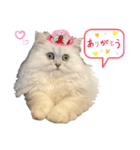 ペルシャ猫ななちゃん（個別スタンプ：8）