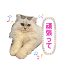ペルシャ猫ななちゃん（個別スタンプ：11）
