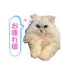 ペルシャ猫ななちゃん（個別スタンプ：12）