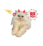 ペルシャ猫ななちゃん（個別スタンプ：13）