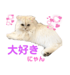 ペルシャ猫ななちゃん（個別スタンプ：14）