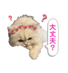 ペルシャ猫ななちゃん（個別スタンプ：15）