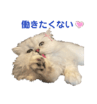 ペルシャ猫ななちゃん（個別スタンプ：16）
