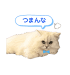 ペルシャ猫ななちゃん（個別スタンプ：18）