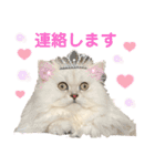 ペルシャ猫ななちゃん（個別スタンプ：20）