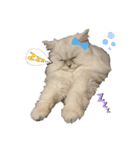 ペルシャ猫ななちゃん（個別スタンプ：21）