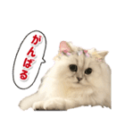 ペルシャ猫ななちゃん（個別スタンプ：23）