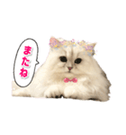 ペルシャ猫ななちゃん（個別スタンプ：24）