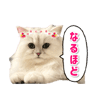 ペルシャ猫ななちゃん（個別スタンプ：25）