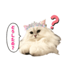 ペルシャ猫ななちゃん（個別スタンプ：26）