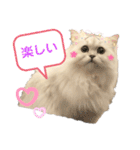 ペルシャ猫ななちゃん（個別スタンプ：29）