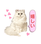ペルシャ猫ななちゃん（個別スタンプ：30）