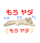 ペルシャ猫ななちゃん（個別スタンプ：31）