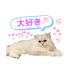 ペルシャ猫ななちゃん（個別スタンプ：32）