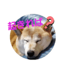 みんなと一緒12（個別スタンプ：2）