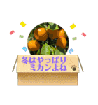 ゆきちゃんスタンプ7（個別スタンプ：1）