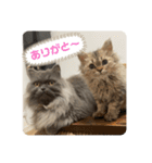 べべエマスタンプ（個別スタンプ：1）