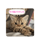 べべエマスタンプ（個別スタンプ：6）