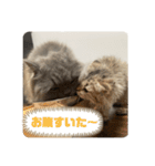 べべエマスタンプ（個別スタンプ：17）