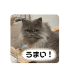 べべエマスタンプ（個別スタンプ：27）