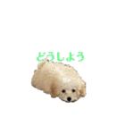 soyスタンプ1（個別スタンプ：18）