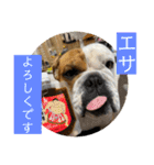 大好き金太郎ごー（個別スタンプ：16）